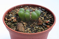 conophytum lithopsoides kennedyi sb1109 2877