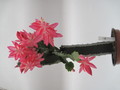 schlumbergera nicolas 7754