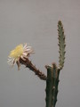 peniocereus cuixmalensis 32