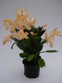 schlumbergera sol brazil 1599