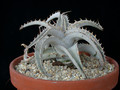 dyckia marnier-lapostollii 02
