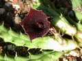 huernia keniensis kleinbl zacher 01