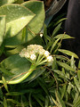 hoya pachyclada 7092 06