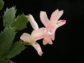schlumbergera christmas flame 05
