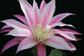 eh cleopatra paetz 1125 6093