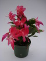 schlumbergera thor zita 1565