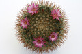 mammillaria apamensis rep910 9748