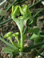 ceropegia hybride mars 02