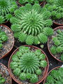 euphorbia suzannae