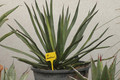 agave ocahui 02