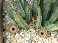 huernia guttata guttata karoo 06