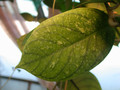 hoya sp sumatra 7020 01
