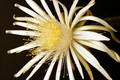 nytocereus serpentinus 3811