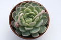 echeveria aff chihuahuensis 7941