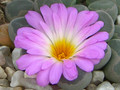 frithia pulchra 1357