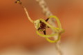 ceropegia armandii 8787