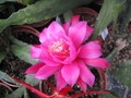 eh dolly paetz 1015 9971