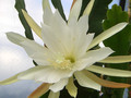 eh elfenbein 22 0443