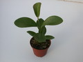 hoya australis glatt 1399