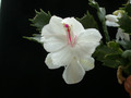 schlumbergera bridgeport 01
