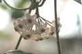 hoya carnosa 09