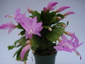 schlumbergera thor pandora 1560