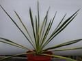 yucca filamentosa bright edge 9726