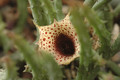 huernia occulta es3413 zimbabwe 02