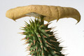 hoodia gordonii 6410