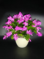 schlumbergera dark madisto 01