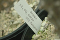 ceropegia dimorpha 04