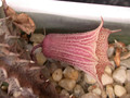 huernia levyi dp2976 02
