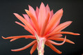 eh flamingo 6531 8035