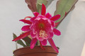 eh epiphyllum society of america 146 09