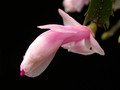schlumbergera thor britta04