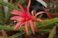 aporocactus sunrise 1055