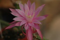 aporocactus royal silk 1303