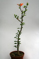 fouquieria formosa 8980