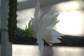 heliocereus speciosus amacamensis 14