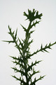 euphorbia stenoclada 3568