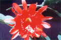 eh sonoma flame