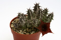huernia saudi arabica 9525
