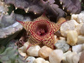 huernia stapelioides d1327 08