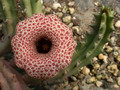 huernia histopii dp4741 02