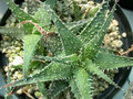aloe parvula x descoingnsii es3220 02