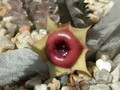 huernia insigniflora 01