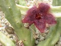 stapelia obducta 01