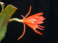 eh tiny flame 9465 02