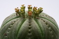euphorbia symmetrica 9794 sm