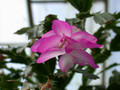 schlumbergera thor nille 03
